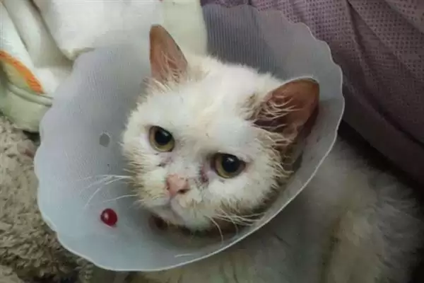 猫咪慢性肝炎是一种什么病症 ,猫咪慢性肝炎是肝脏长期发炎插图1 猫咪慢性肝炎是一种什么病症 ,猫咪慢性肝炎是肝脏长期发炎插图1