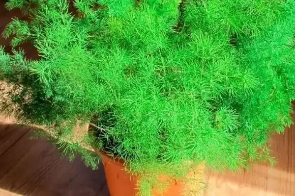 图片[8]-蓬莱松简介：多年生常绿草本植物的独特魅力-会东网