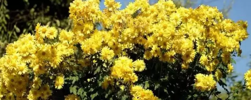 千头菊室内养殖秘籍：美化环境的养护要点-会东网