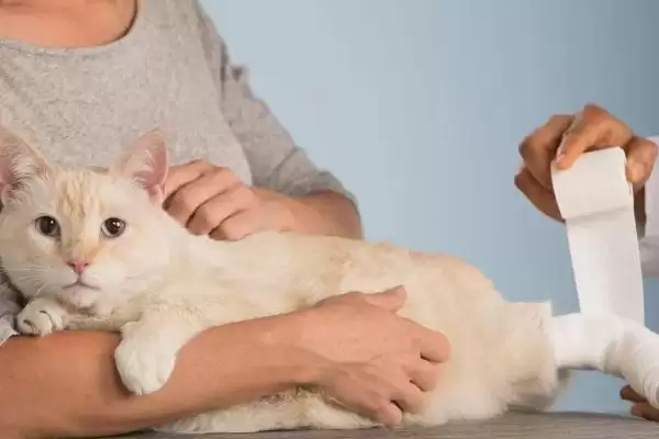 猫伤口露肉应该怎么处理呢 ,猫伤口露肉需先消毒后再包扎插图1