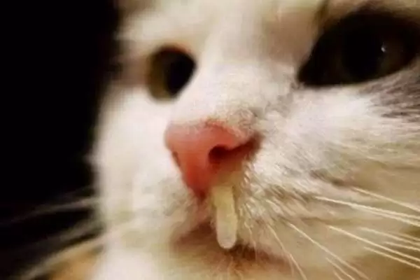 猫感冒流鼻涕严重吗 ,猫普通感冒流鼻涕严重不插图3