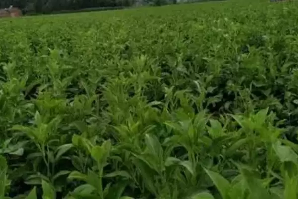 图片[6]-种植白术的风险和应对？种植白术需关注哪些潜在问题？-会东网