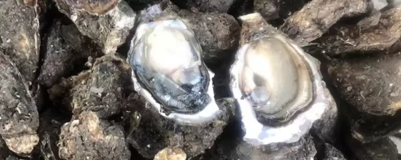 了解诏安湾生蚝价格的方法和重点？了解诏安湾生蚝价格要做好哪些细节？-会东网
