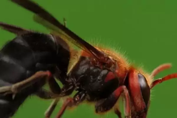 人头蜂的毒性大不大，具有极强的毒性容易致死插图3