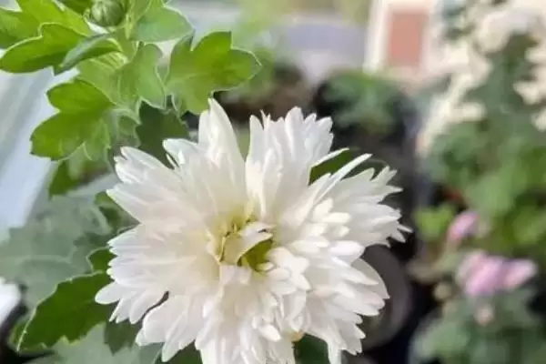 图片[7]-水培菊花为什么不生根？探究水培菊花不生根原因要考虑哪些因素？-会东网