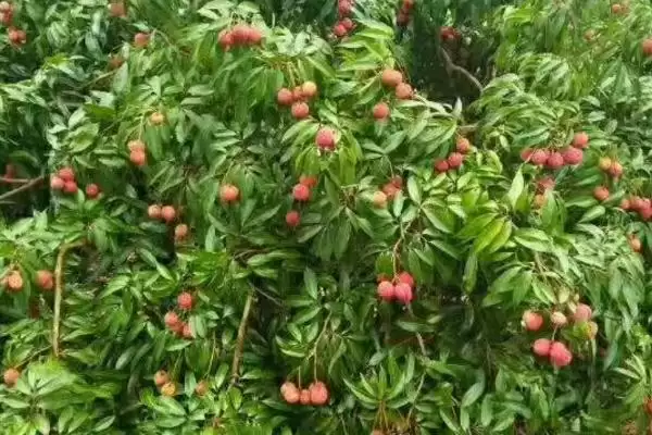 图片[3]-无核荔枝优缺点的要点和分析？分析无核荔枝需关注哪些方面？-会东网