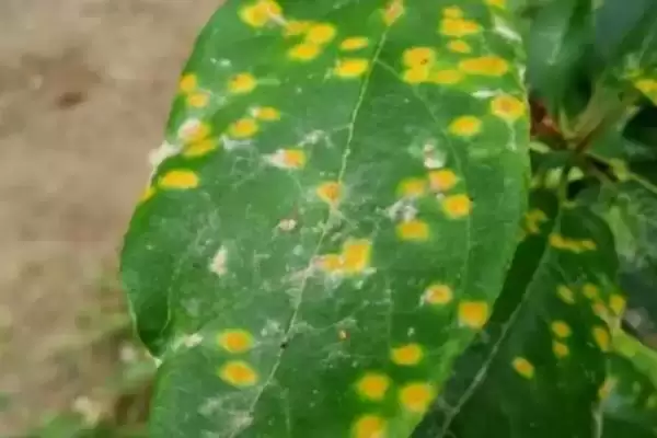 怎么防治苹果锈病，苹果产区内的桧柏要砍除插图3