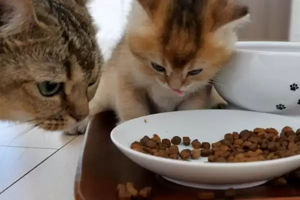 猫咪吃干粮和湿粮各有什么优缺点 ,干粮价低易胖湿粮补水期短插图1