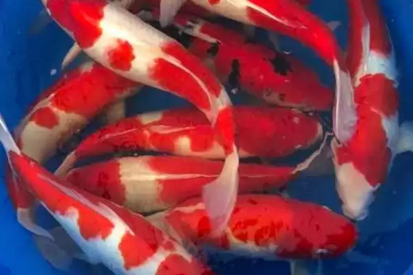 图片[3]-锦鲤在鱼缸底不吃食的原因 ,锦鲤为何在缸底不上来吃食-会东网