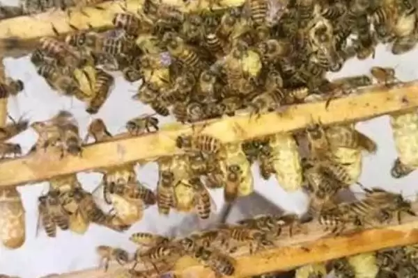 图片[3]-人工育王挑虫的技巧，选2日龄内工蜂小幼虫-会东网