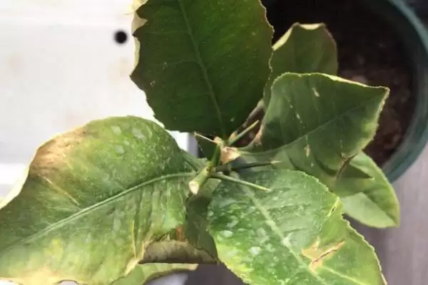 图片[6]-适合家庭养的花有哪些？选择适合家庭养殖的花要考虑哪些环境及养护要点？-会东网