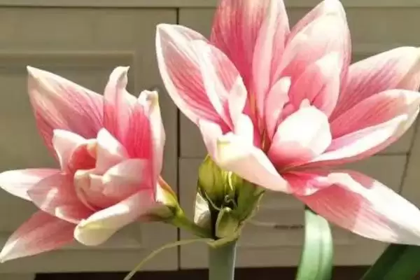图片[4]-朱顶红开花次数的规律和要点？了解朱顶红开花次数需关注什么？-会东网
