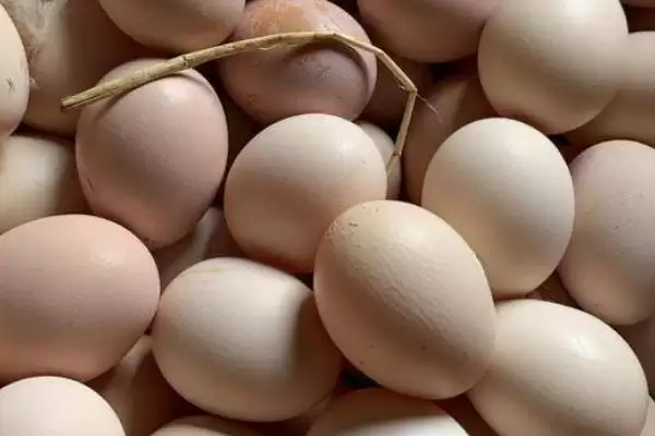 理解虫草鸡蛋定义的方法和重点？养鸡要做好哪些鸡蛋知识储备？插图4