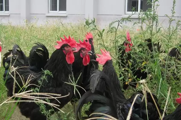 挑选优质鸡品种的方法和重点?养鸡要做好哪些品种甄别?插图6 挑选优质鸡品种的方法和重点?养鸡要做好哪些品种甄别?插图6