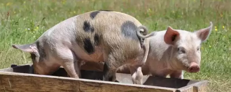 肉用型家畜的特点,生长速度快且单位体重产品率高-会东网