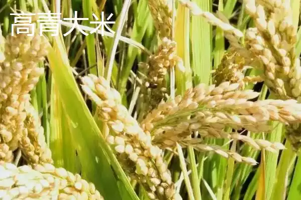 了解山东淄博高青县特产的方法和重点？探寻高青县特产要做好哪些细节？插图1