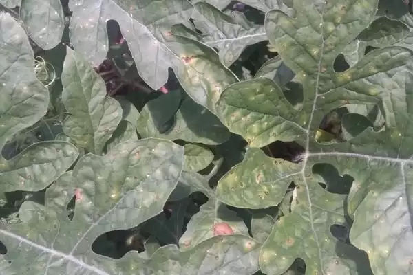 分析西瓜叶片有黑斑原因的方法和重点？探究西瓜叶片黑斑要做好哪些细节？插图2