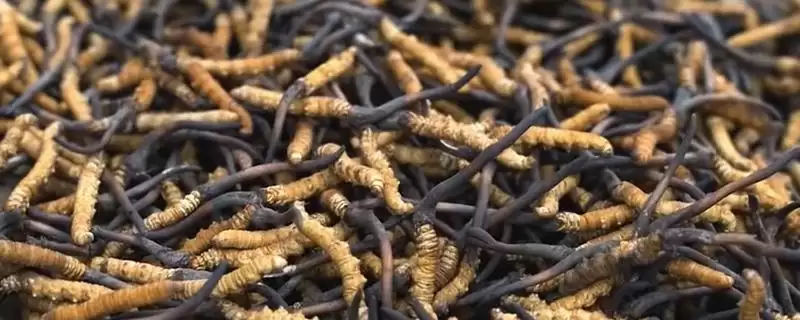 判断有无人工养殖冬虫夏草的方法和重点?判断有无人工养殖冬虫夏草要做好哪些细节?-会东网