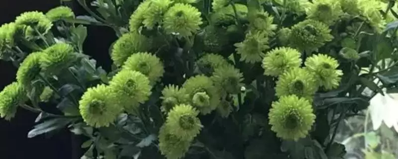 绿菊花的花语有哪些寓意 ,绿菊花有何花语寓意-会东网