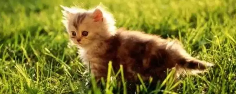 猫咪流眼泪的原因有哪些 ,猫粮油腻、缺水、猫鼻支致猫咪流泪-会东网