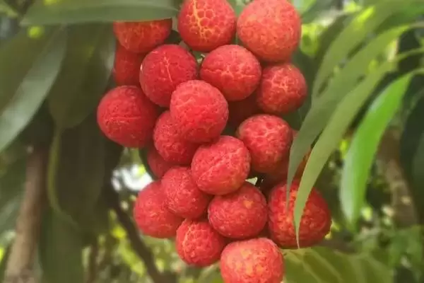 图片[3]-御金球荔枝品种的特性，生长势较强且裂果率低-会东网