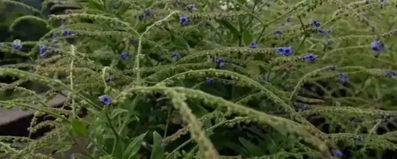 鼠见愁植物有没有毒？判断鼠见愁植物是否有毒要了解哪些植物特性？-会东网