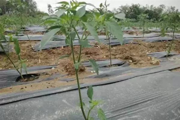 辣椒适龄壮苗的生育期 ,辣椒春季育苗为何需 70-100 天?插图9 辣椒适龄壮苗的生育期 ,辣椒春季育苗为何需 70-100 天?插图9