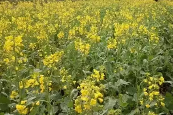 油菜越冬期间如何保苗,适当培土可避免植株倒伏插图2 油菜越冬期间如何保苗,适当培土可避免植株倒伏插图2