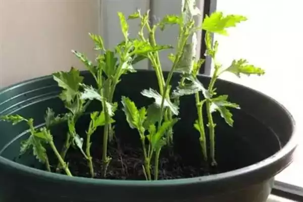 木菊花叶子发黄是什么原因呢,木菊花叶子发黄可能因浇水多或土壤板结插图6