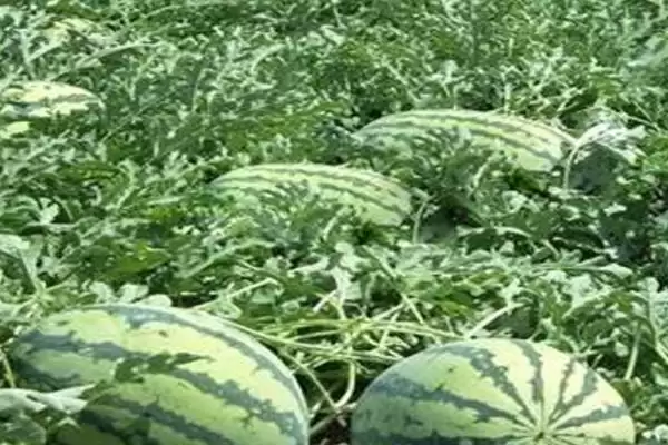 分析西瓜不甜原因的方法和重点？探究西瓜不甜要做好哪些细节？插图3