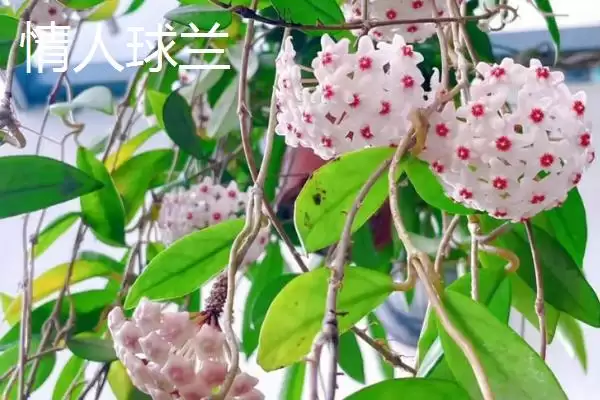 球兰养殖技巧与注意事项：“见干见湿”浇水原则要点插图10