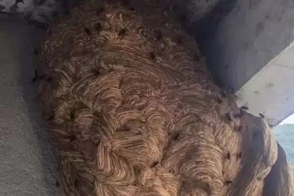 图片[3]-马蜂窝怎么安全处理，试试这4种方法-会东网