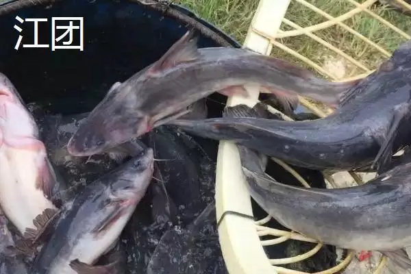 图片[5]-清江鱼种类全解：并不特指某一种鱼的丰富品类-会东网