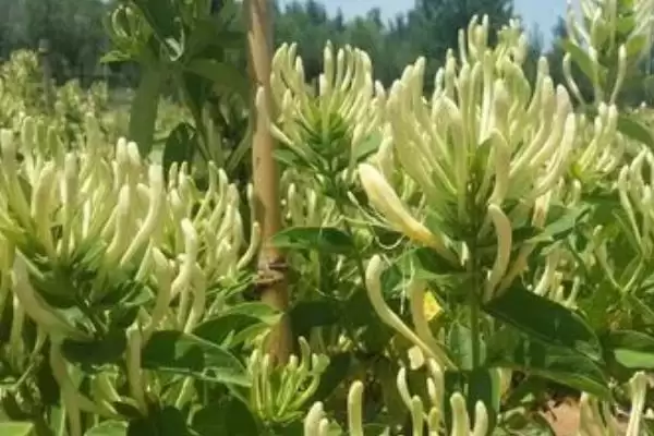 金银花的种植条件 ,金银花对种植土壤有何要求插图2