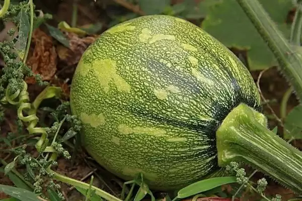 窝瓜冬天保存的方法和重点?保存窝瓜要做好哪些细节?插图2 窝瓜冬天保存的方法和重点?保存窝瓜要做好哪些细节?插图2