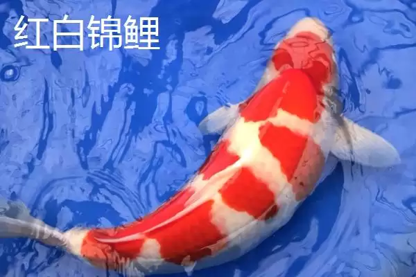 图片[6]-锦鲤鱼的简介 ,锦鲤鱼是一种怎样的观赏鱼呢-会东网