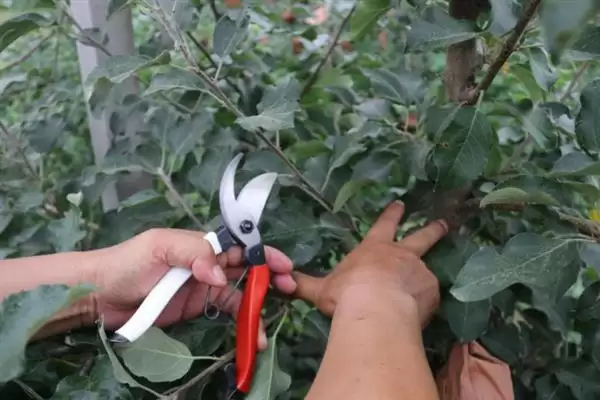 春季苹果园如何正确清园，包含物理清园和化学清园插图2