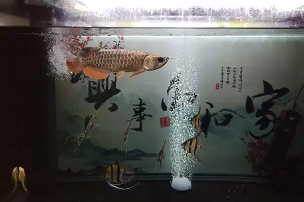 图片[8]-蓝底金龙鱼的灯光选择 ,蓝底金龙鱼为何可选超光灯等？-会东网