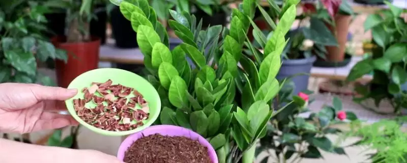 金钱树烂根的处理方法 ,金钱树烂根主要原因及咋处理插图 金钱树烂根的处理方法 ,金钱树烂根主要原因及咋处理插图