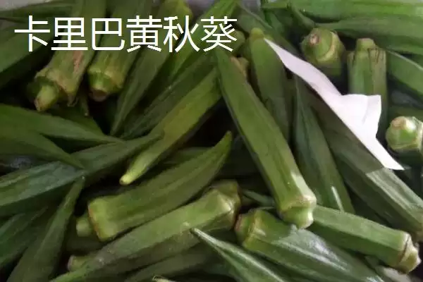 图片[5]-秋葵生长条件解析：充足光照时长对秋葵的重要性-会东网