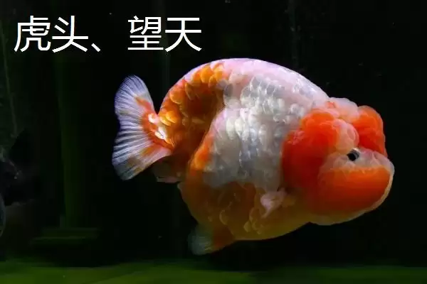 图片[6]-买金鱼去哪里买比较好 ,买金鱼选择什么市场合适-会东网