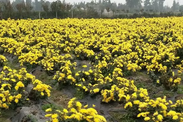 菊花的田间管理技术 ,菊花生长期追肥次数有何讲究呢?插图3 菊花的田间管理技术 ,菊花生长期追肥次数有何讲究呢?插图3