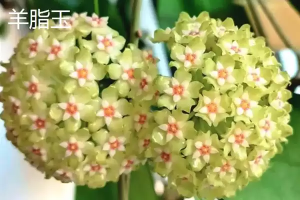 球兰换盆最佳时间解析：一年四季可换盆的优势及注意插图6