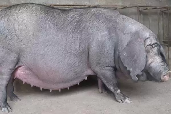 母猪妊娠诊断的常用方法有哪些呢,母猪妊娠诊断常用外观察、直肠触诊等法插图1