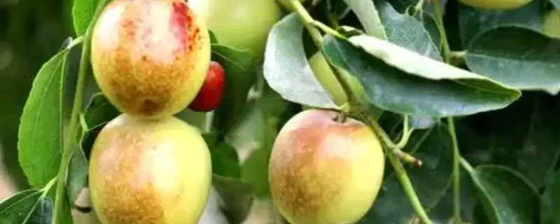 如何才能提高冬枣坐果率？种植冬枣提高坐果率要运用哪些方法？-会东网
