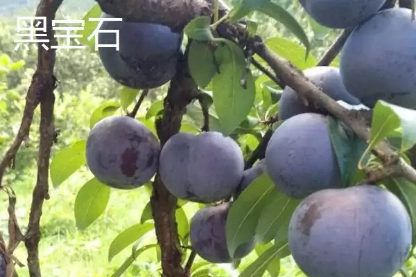 图片[5]-了解种李子适用土壤的方法和重点？了解种李子适用土壤要做好哪些细节？-会东网