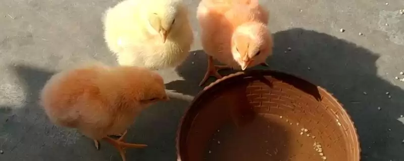 明确小鸡是否需要喝水的方法和重点？养鸡要做好哪些饮水管理？-会东网