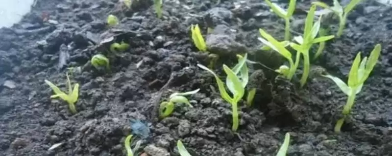 空心菜的催芽方法 ,空心菜通常怎样进行温水浸种催芽?-会东网