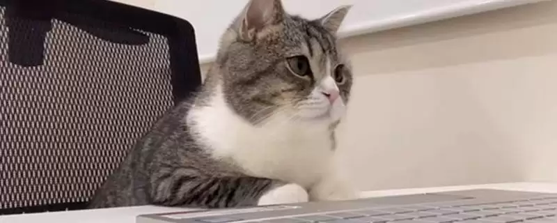 猫咪发腮好还是不好 ,猫咪发腮仅影响体型和外表-会东网