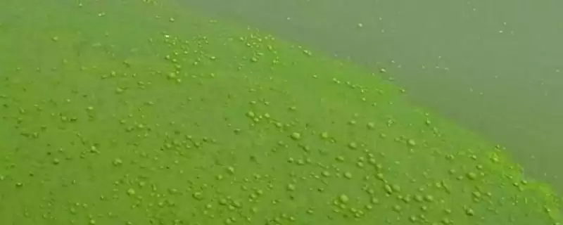 裸藻在水产养殖中有什么危害 ,裸藻对水产养殖水体有何影响-会东网